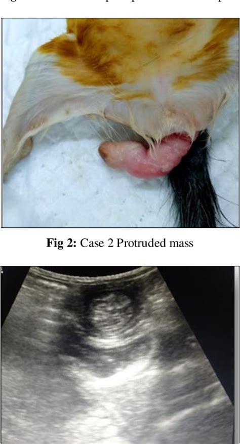 cat anus not closing|cat rectum and anus surgery.